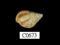 藏品(非洲大蝸牛)的圖片